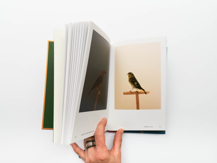 Luke Stephenson - An Incomplete Dictionary of Show Birds Vol 2 4