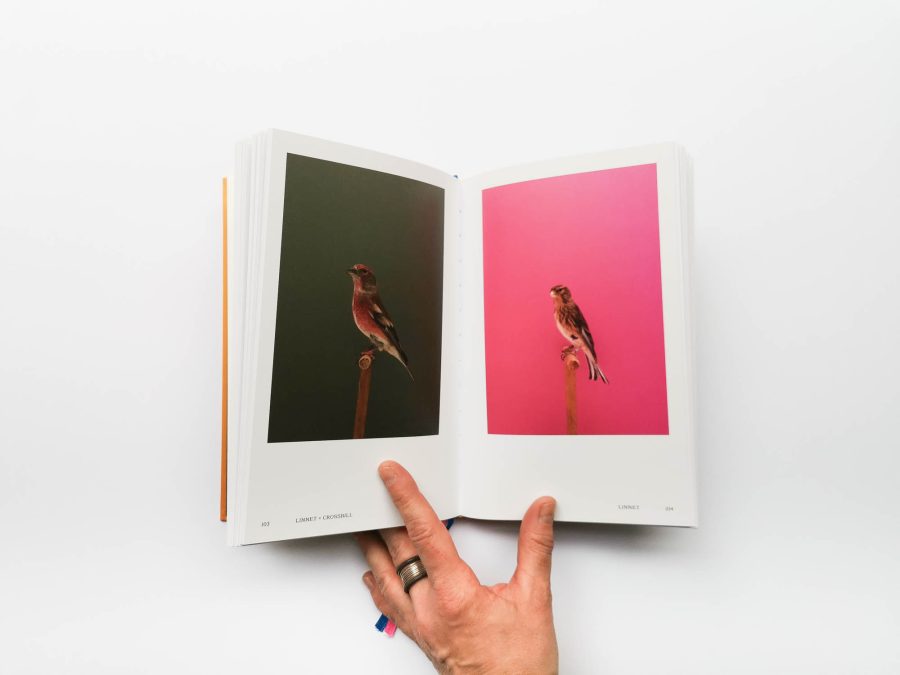 Luke Stephenson - An Incomplete Dictionary of Show Birds Vol 2 5