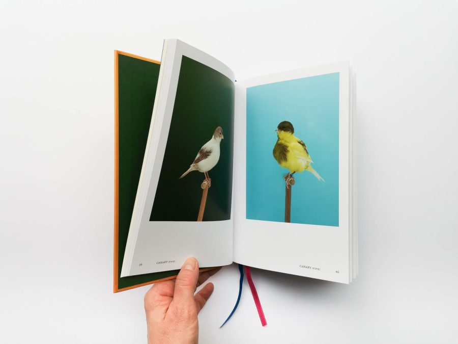 Luke Stephenson - An Incomplete Dictionary of Show Birds Vol 2 6