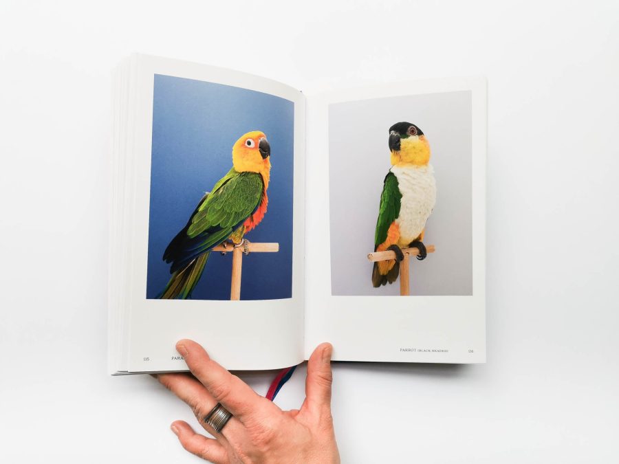 Luke Stephenson - An Incomplete Dictionary of Show Birds Vol 2 8